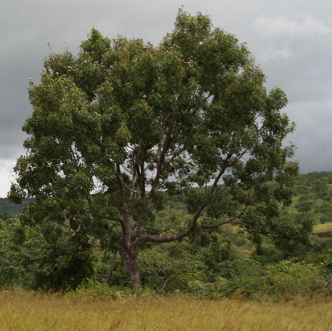 Khaya tree